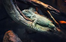 72 Dangerous Animals: Latin America izle
