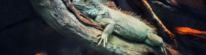 72 Dangerous Animals: Latin America izle
