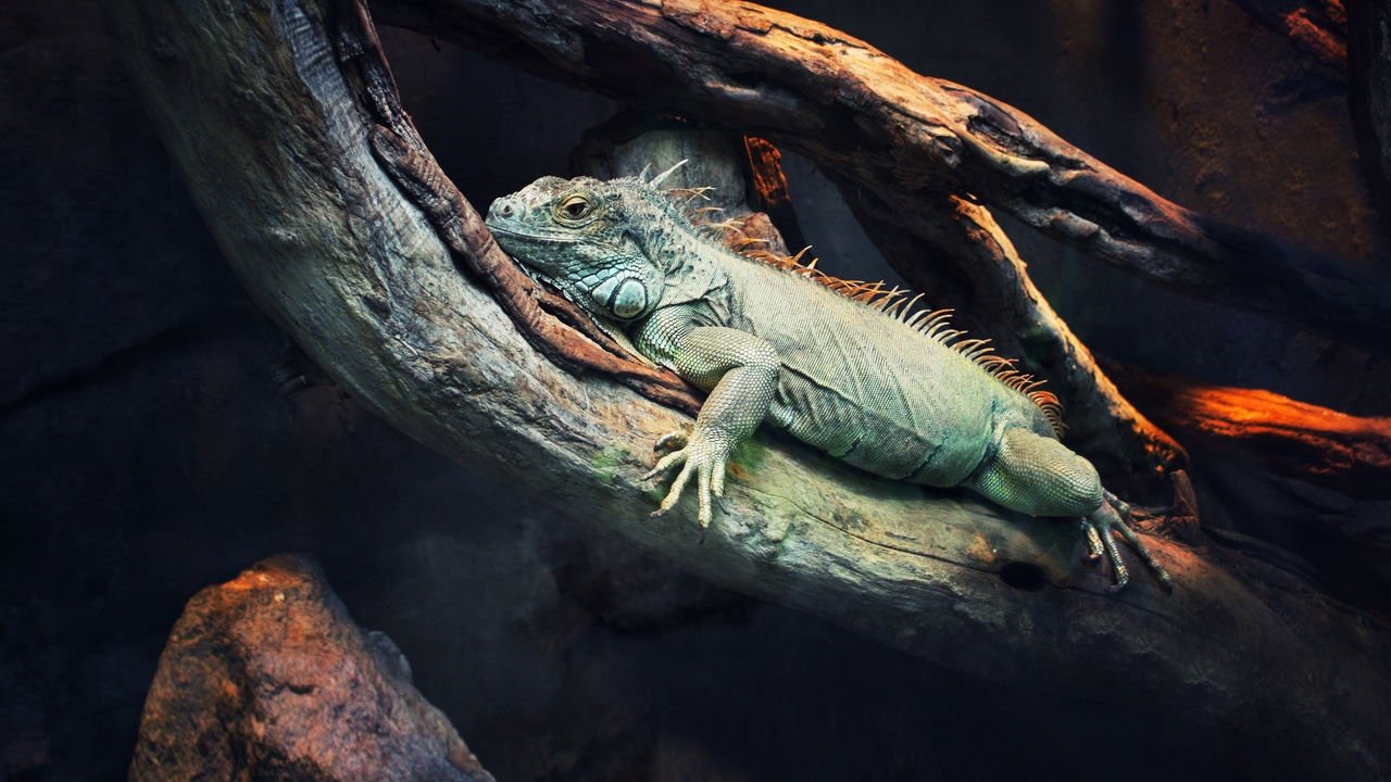 72 Dangerous Animals: Latin America izle