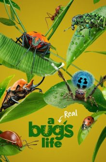 A Real Bug’s Life izle