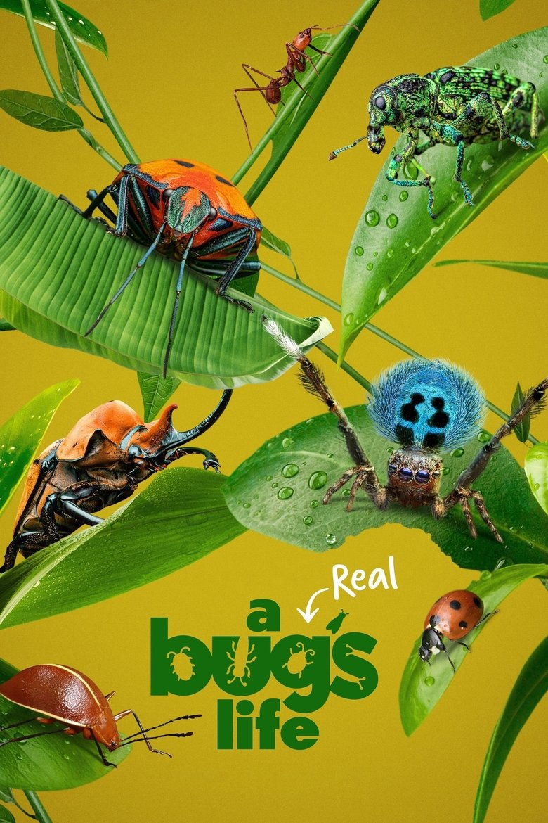 A Real Bug’s Life izle