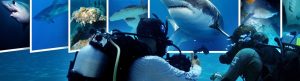 All the Sharks izle