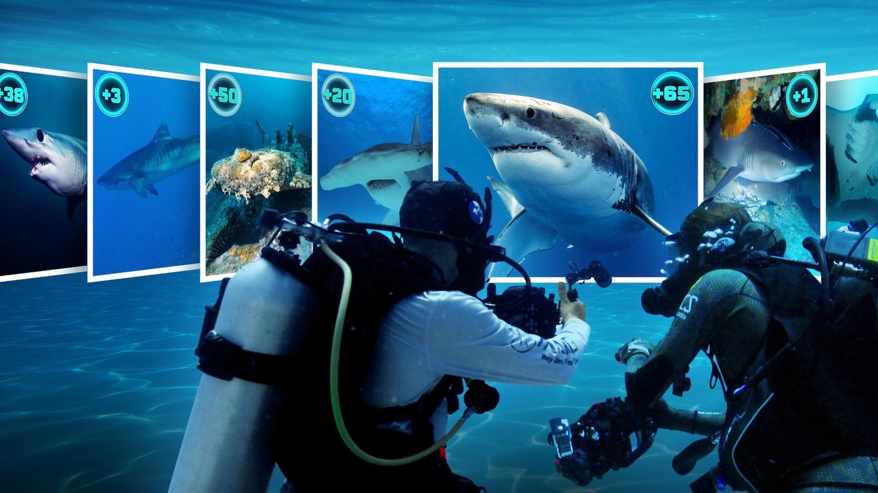 All the Sharks izle