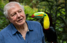 Attenborough’s Life in Colour 1. Sezon 2. Bölüm izle
