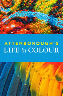 Attenborough’s Life in Colour izle