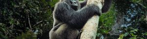 Big Beasts izle