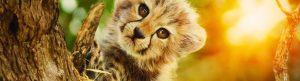 Born to Be Wild izle