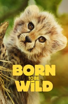 Born to Be Wild dizi izle