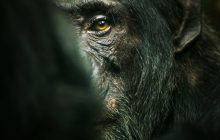 Chimp Empire izle