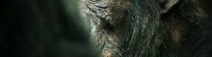 Chimp Empire izle