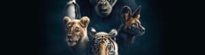 Dynasties izle