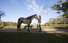 Free Rein izle