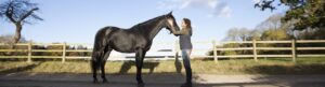 Free Rein izle
