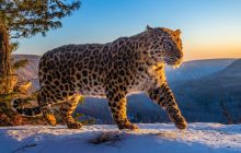 Frozen Planet II izle