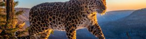Frozen Planet II izle