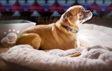 It's Bruno! izle