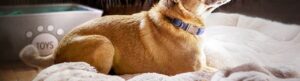 It's Bruno! izle