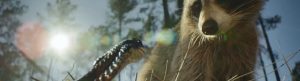 Nightmares of Nature izle