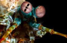Ocean's Weirdest izle