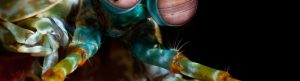 Ocean's Weirdest izle