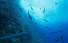 Our Oceans izle