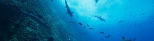 Our Oceans izle