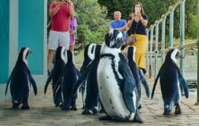 Penguin Town izle