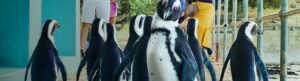 Penguin Town izle