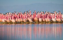 Planet Earth II izle