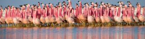 Planet Earth II izle