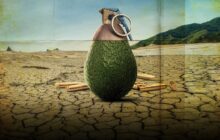 Rotten izle
