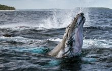 Secrets of the Whales izle