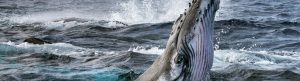 Secrets of the Whales izle