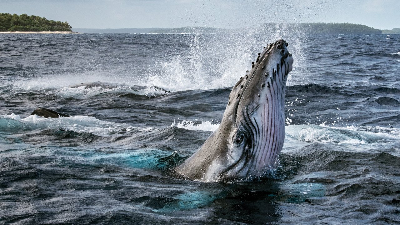 Secrets of the Whales izle