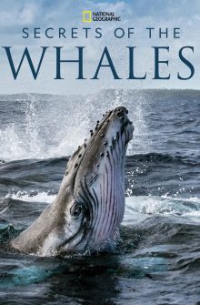Secrets of the Whales izle