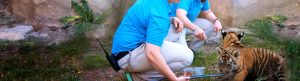Secrets of the Zoo izle