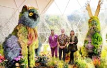 The Big Flower Fight izle