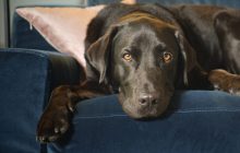 The Secret Life of Our Pets izle