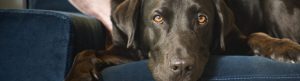 The Secret Life of Our Pets izle