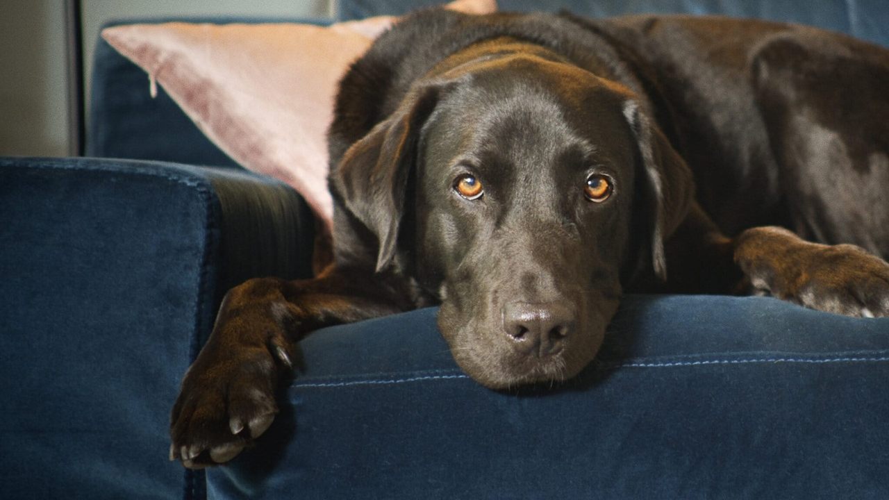 The Secret Life of Our Pets izle