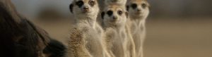 The Secret Lives of Animals izle
