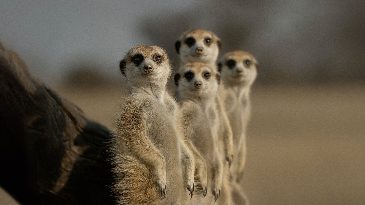 The Secret Lives of Animals izle