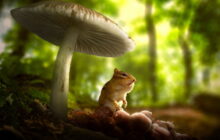 Tiny World 2. Sezon 1. Bölüm izle