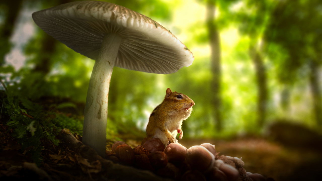 Tiny World izle