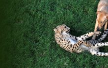 Unlikely Animal Friends izle