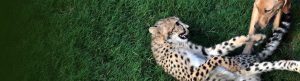 Unlikely Animal Friends izle