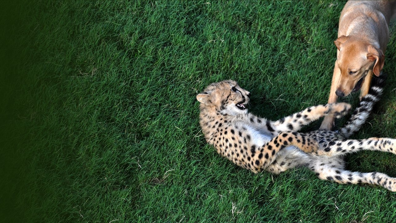 Unlikely Animal Friends izle