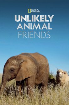 Unlikely Animal Friends izle