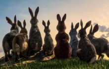 Watership Down izle