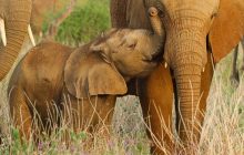 Wild Babies 1. Sezon 8. Bölüm izle